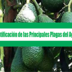 Manual de Identificación de las Principales Plagas del Aguacate (Palta)