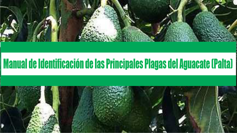 Manual de Identificación de las Principales Plagas del Aguacate (Palta)