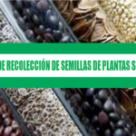 Manual de Recolección de Semillas de Plantas Silvestres