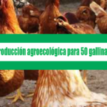 Modelo de producción agroecológica para 50 gallinas ponedoras (PDF)