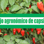 Manejo agronómico de capsicum