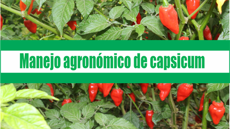 Manejo agronómico de capsicum