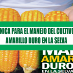GUÍA TÉCNICA PARA EL MANEJO DEL CULTIVO DE MAIZAMARILLO DURO EN LA SELVA