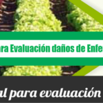 Manual para evaluación de daños de enfermedades en cultivos agrícolas