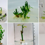 Manual de Prácticas de Laboratorio para la Micropropagación de Plantas