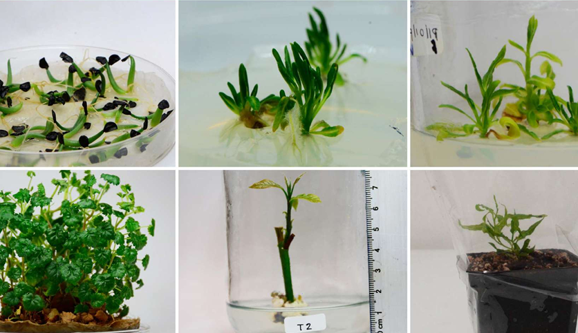 Manual de Prácticas de Laboratorio para la Micropropagación de Plantas