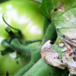 INSECTOS DE IMPORTANCIA AGRÍCOLA