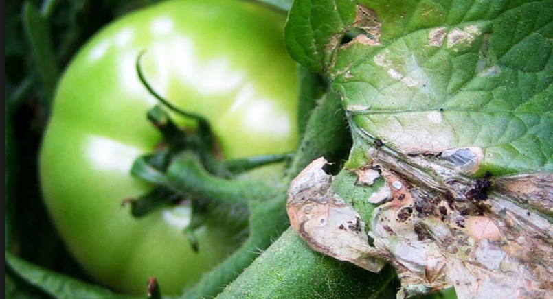 INSECTOS DE IMPORTANCIA AGRÍCOLA